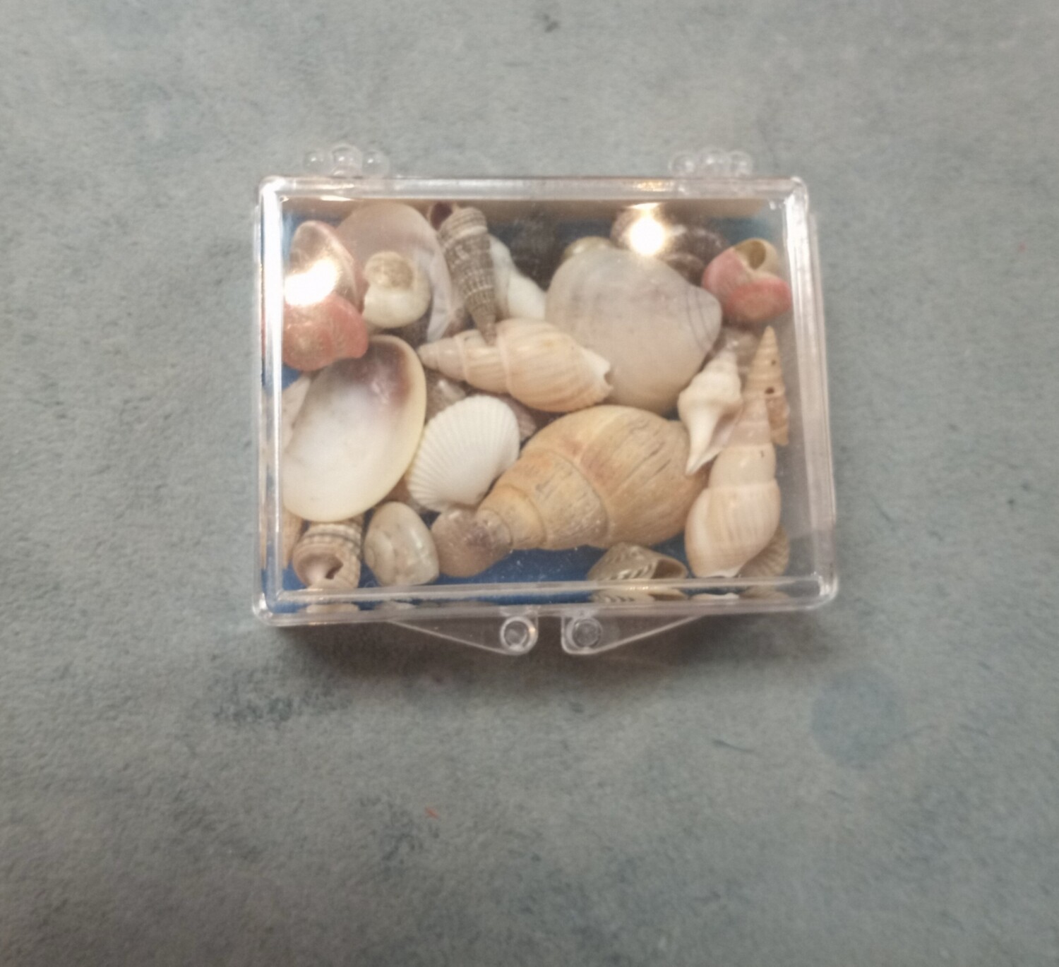 Shore shells