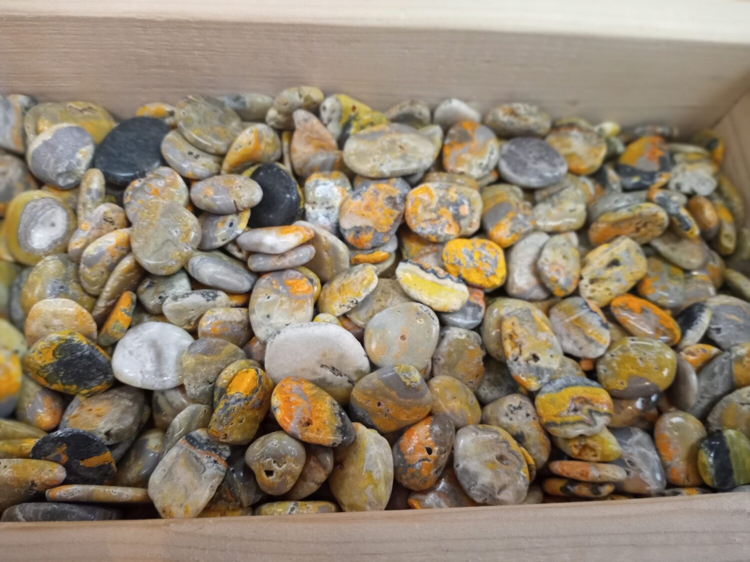 Bumble Bee Jasper