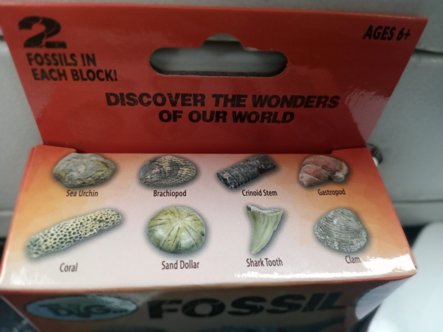 Fossil - Dig kit