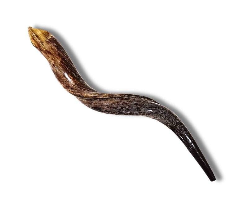 Yemenite Shofar Half-Polished Medium Size