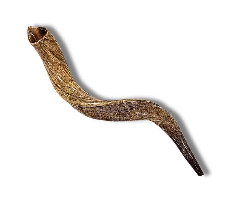 Yemenite Shofar Natural Medium Size