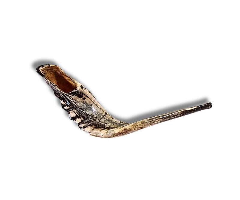 Authentic Ram Horn Shofar Size 6