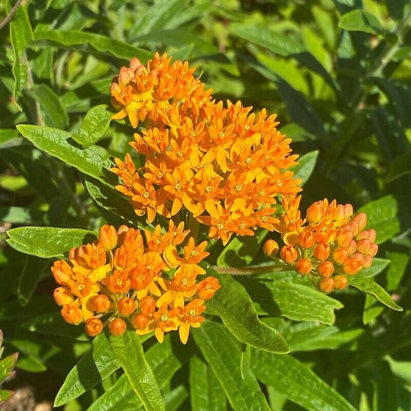Butterfly Milkweed (Asclepias tuberosa)