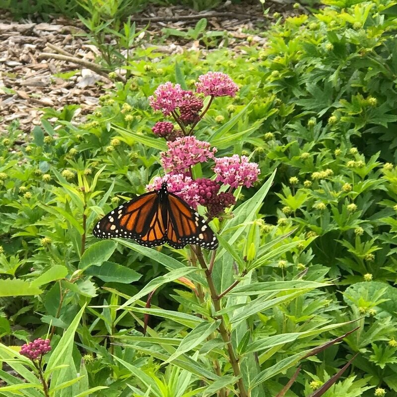 Swamp Milkweed (Asclepias incarnata)