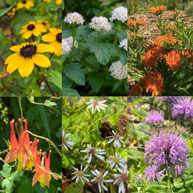 Pollinator Kits & Seeds