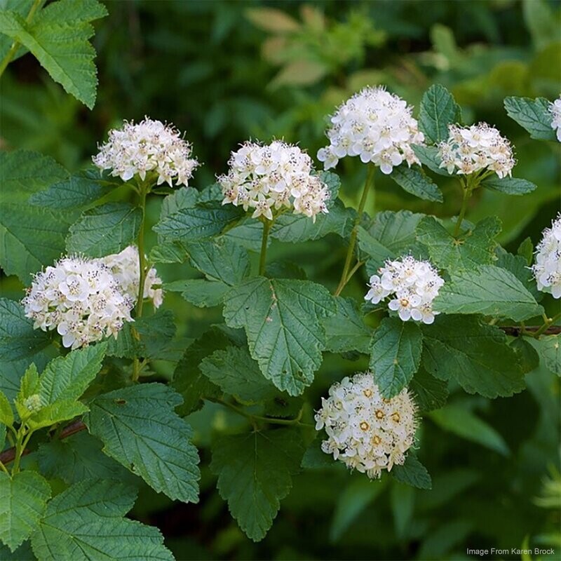 Common Ninebark (Physocarpus opulifolius)