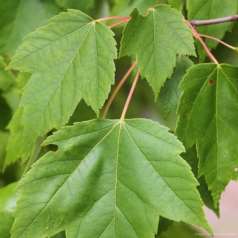 Red Maple (Acer rubrum)
