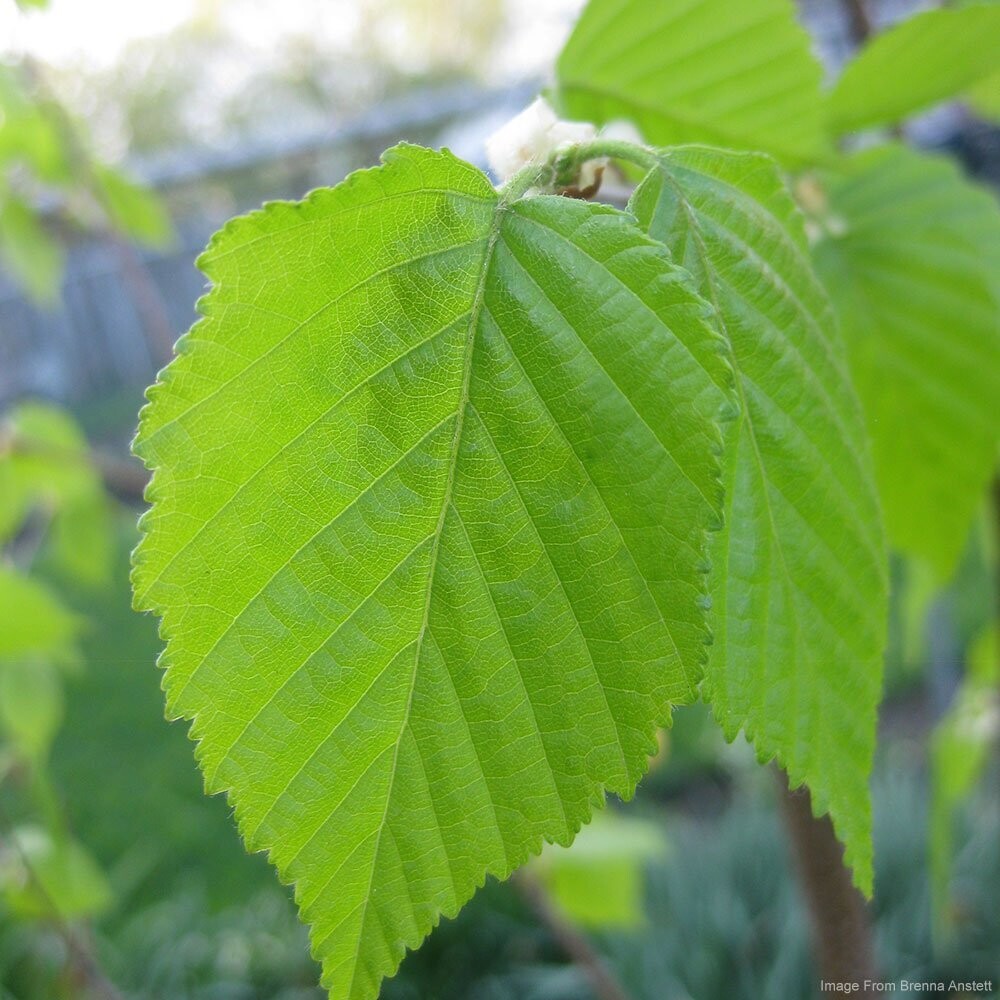 White Birch (Betula papyrifera)