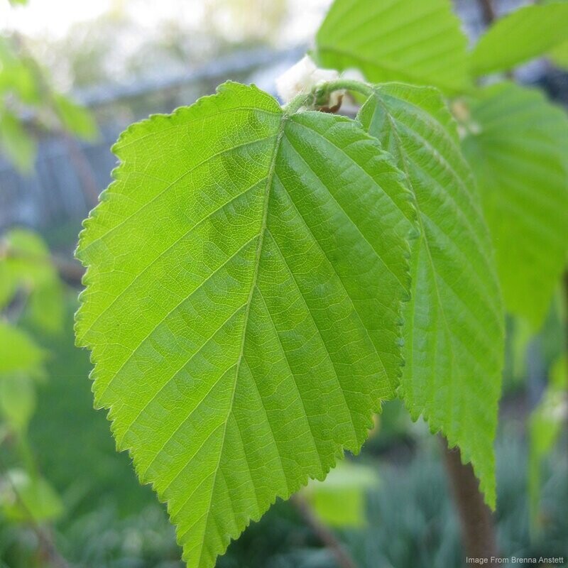 White Birch (Betula papyrifera)