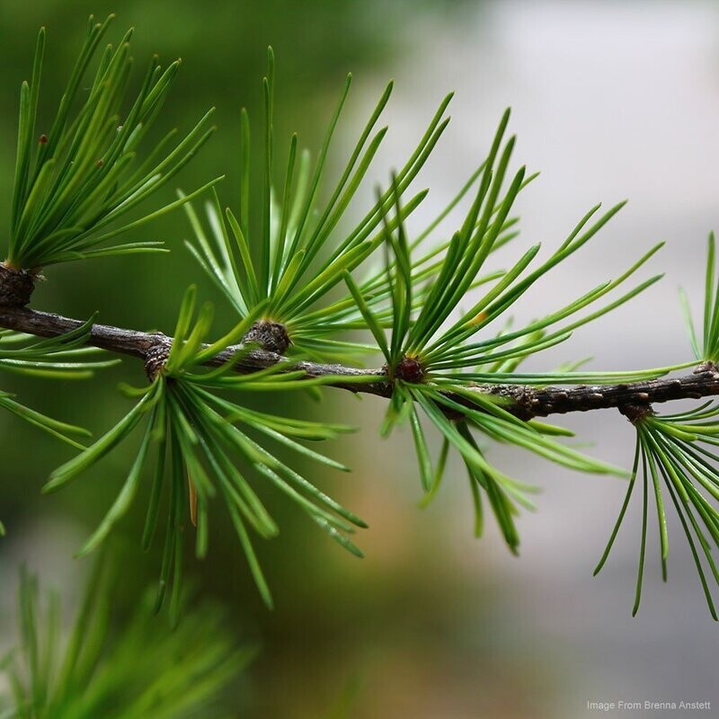 Native Trees