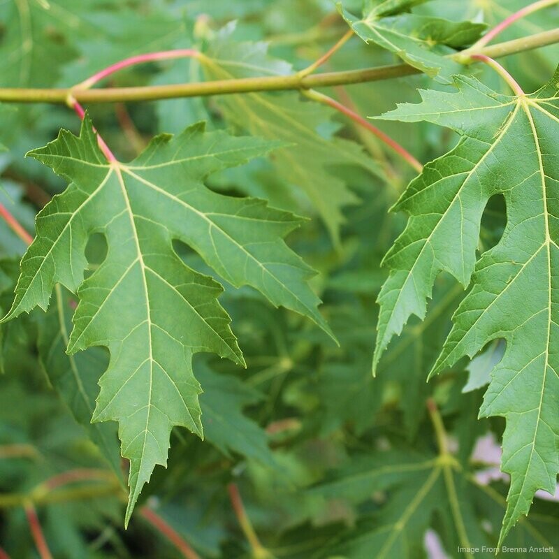 Silver Maple (Acer saccharinum)