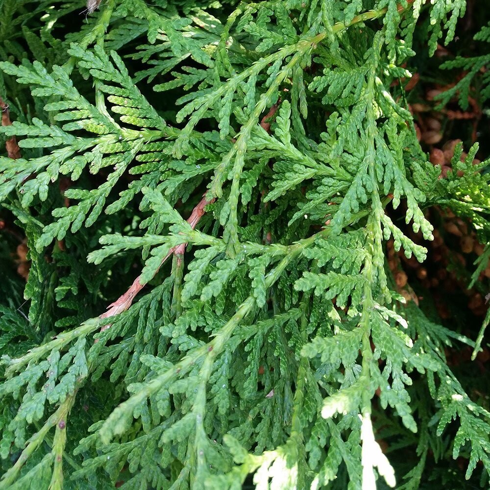 White Cedar (Thuja occidentalis)