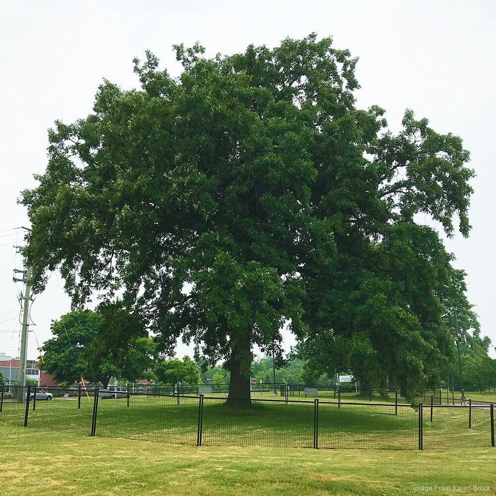 Bur Oak (Quercus macrocarpa)