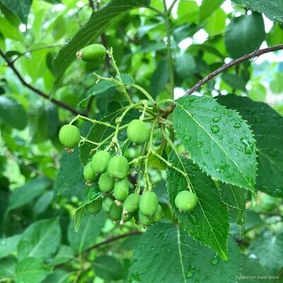 Nannyberry (Viburnum lentago)