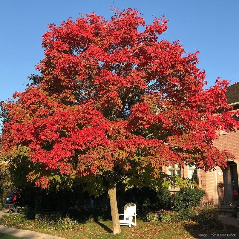 Sugar Maple (Acer saccharum)