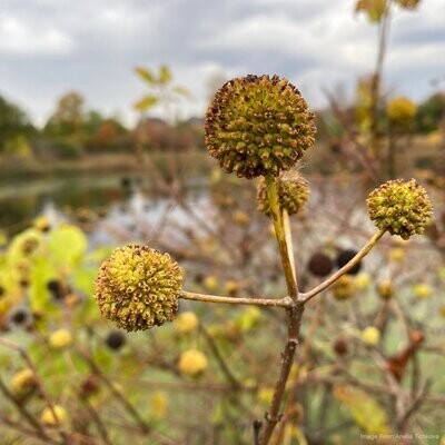 Buttonbush (Cephalanthus occidentalis)