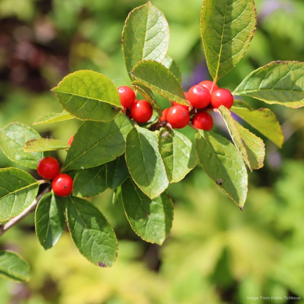 Winterberry (Ilex verticillata)