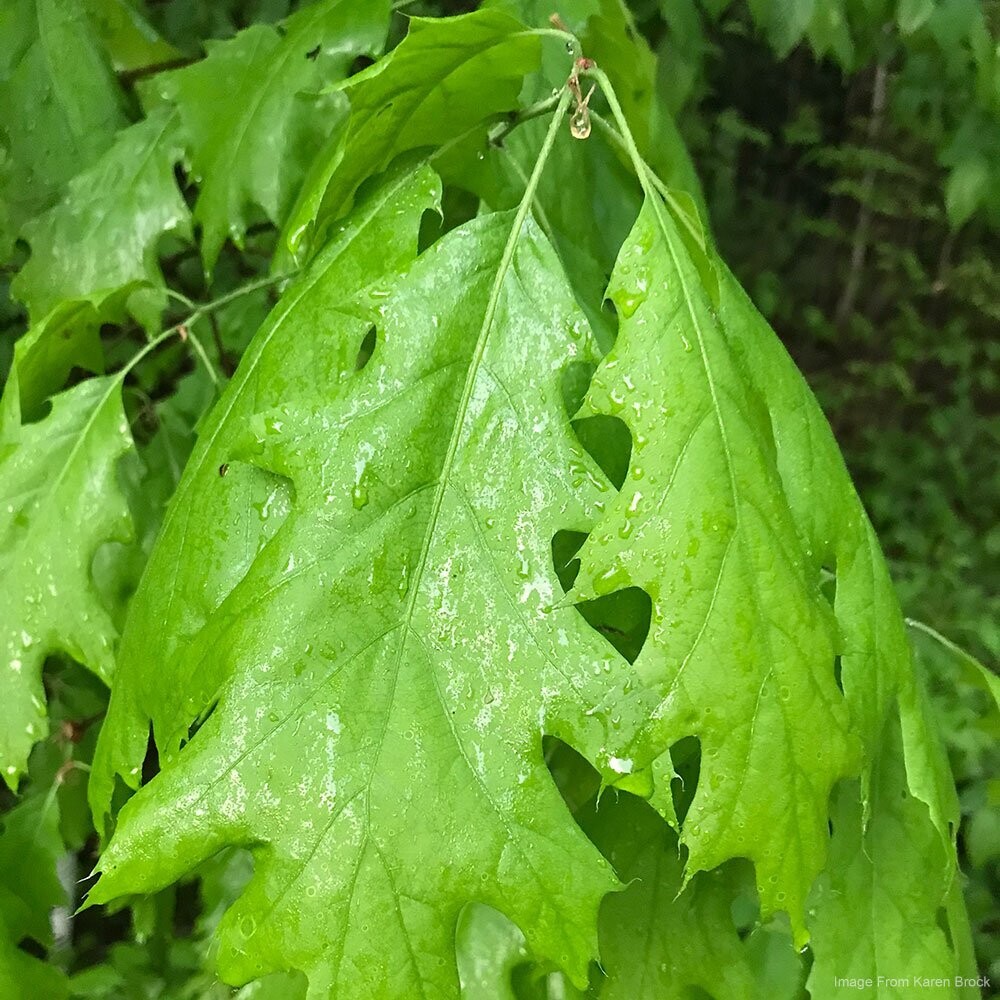 Red Oak (Quercus rubra)