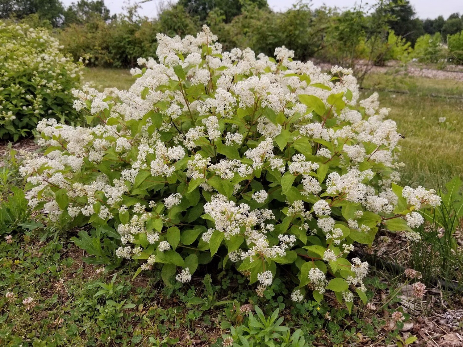 New Jersey Tea (Ceanothus americanus) New Jersey Tea (Ceanothus americanus)