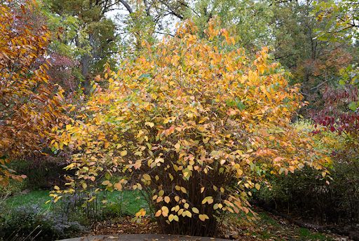 American Hazelnut (Corylus americana) American Hazelnut (Corylus americana)