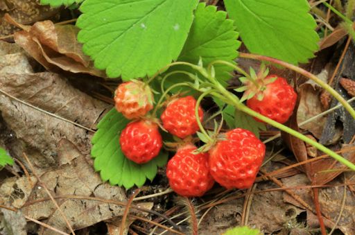 Wild Strawberry PLUG (Fragaria virginiana)