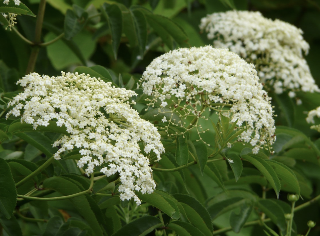Black Elderberry (Sambucus canadensis)