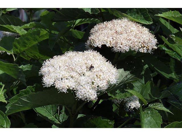 Arrowwood (Viburnum dentatum) Arrowwood (Viburnum dentatum)
