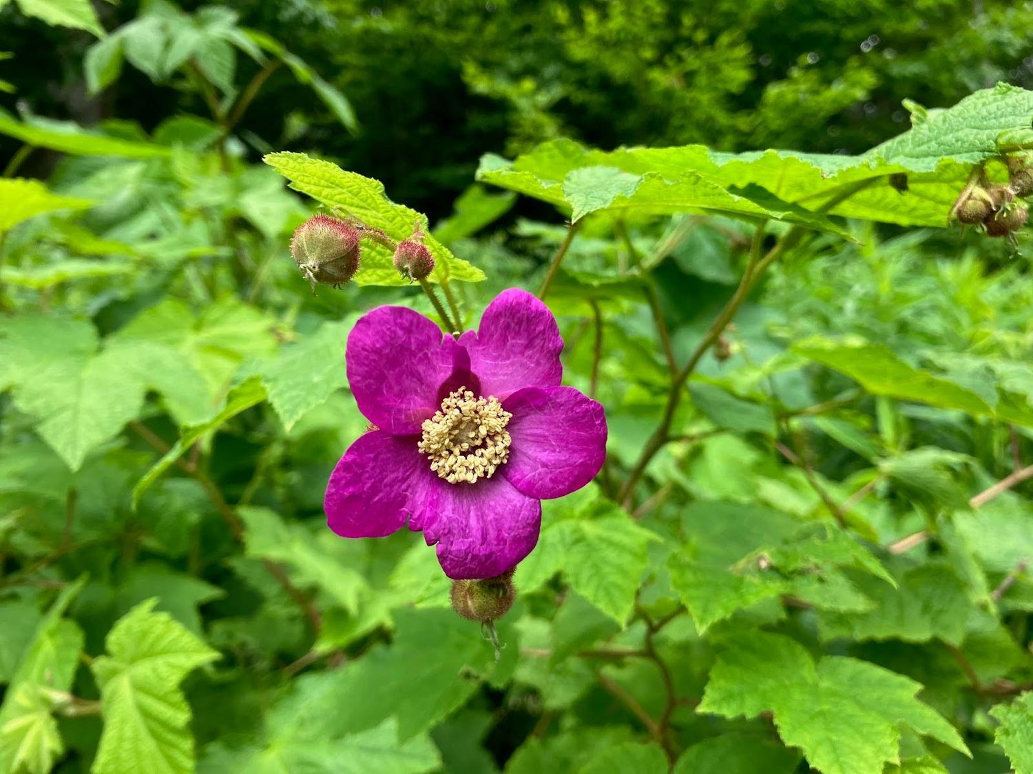 Purple Flowering Raspberry (Rubus odoratus) Purple Flowering Raspberry (Rubus odoratus)