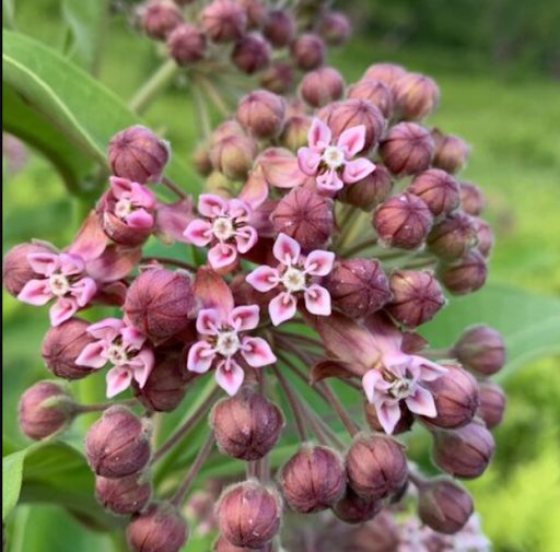 Common Milkweed (Asclepias syriaca)