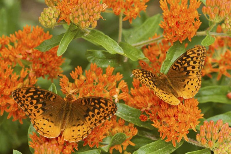 Milkweed Plants