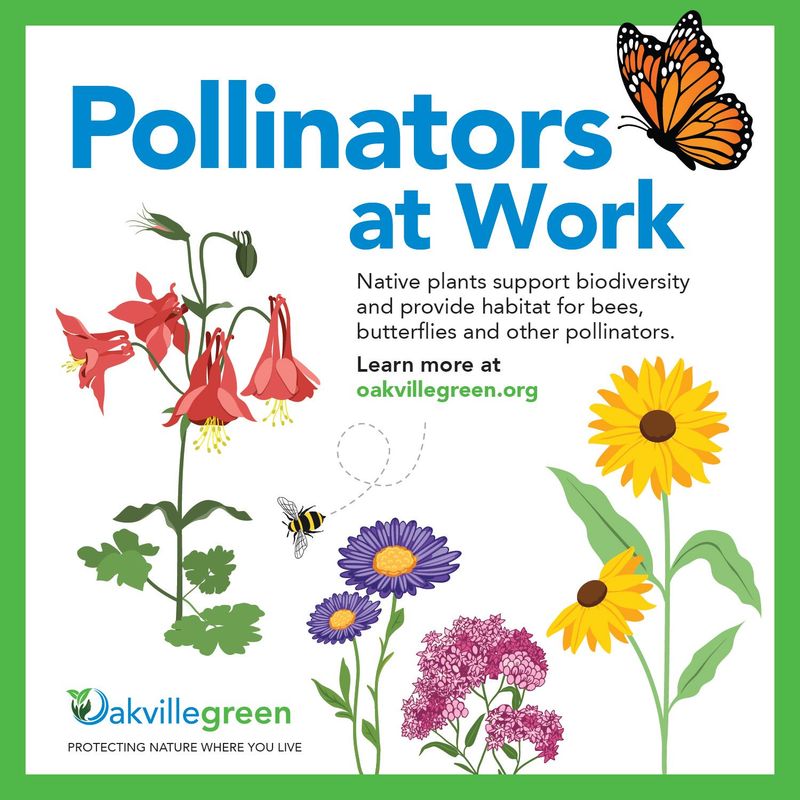 Oakvillegreen Pollinator Garden Sign