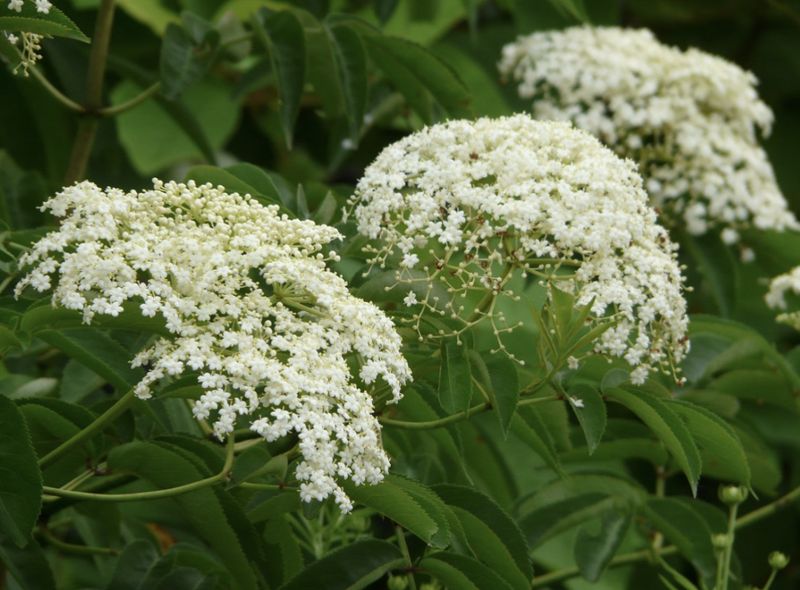 Black Elderberry (Sambucus canadensis)