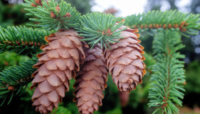 Spruce Up Your Yard