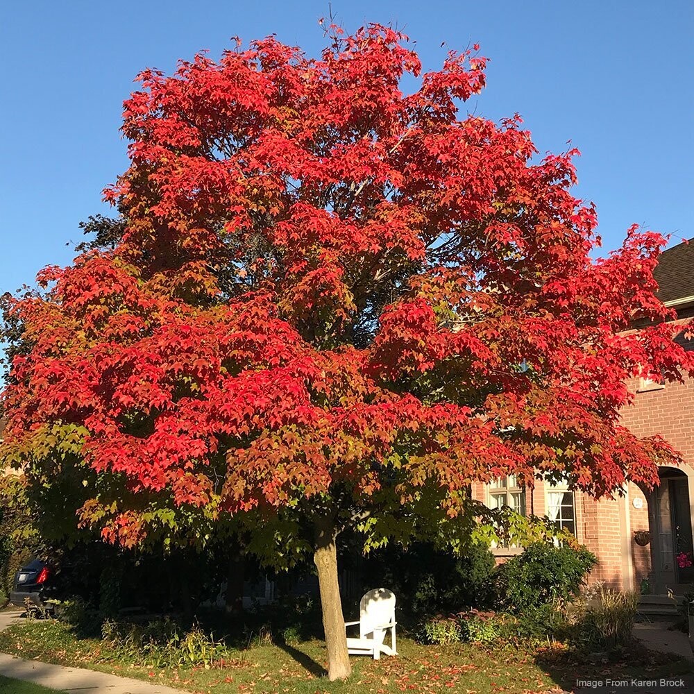 Sugar Maple (Acer saccharum) Sugar Maple (Acer saccharum)