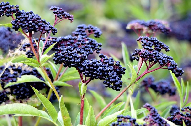 Black Elderberry (Sambucus canadensis)