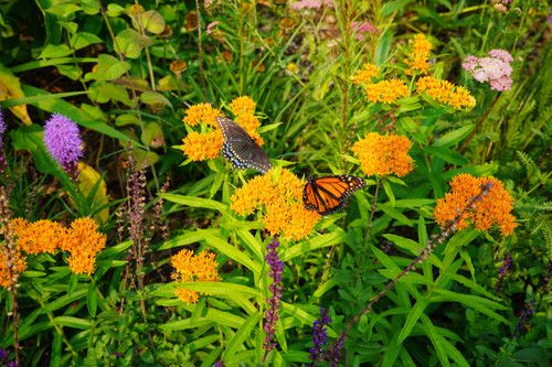 Butterfly Milkweed (Asclepias tuberosa) Butterfly Milkweed (Asclepias tuberosa)
