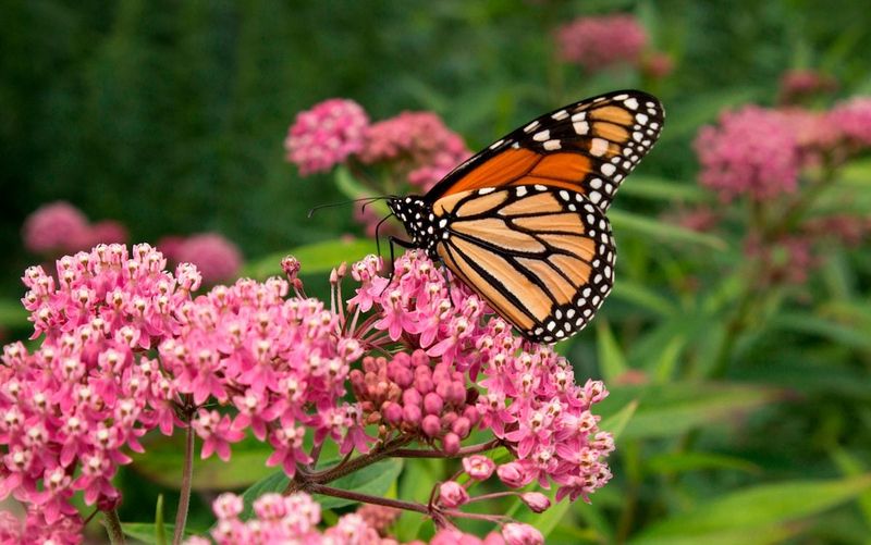 Swamp Milkweed (Asclepias incarnata)