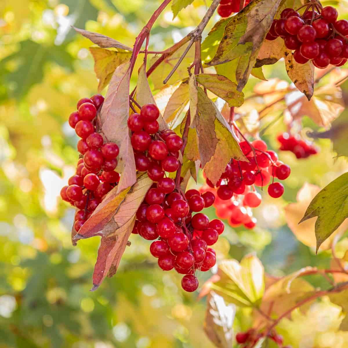 Highbush Cranberry (Viburnum trilobum)