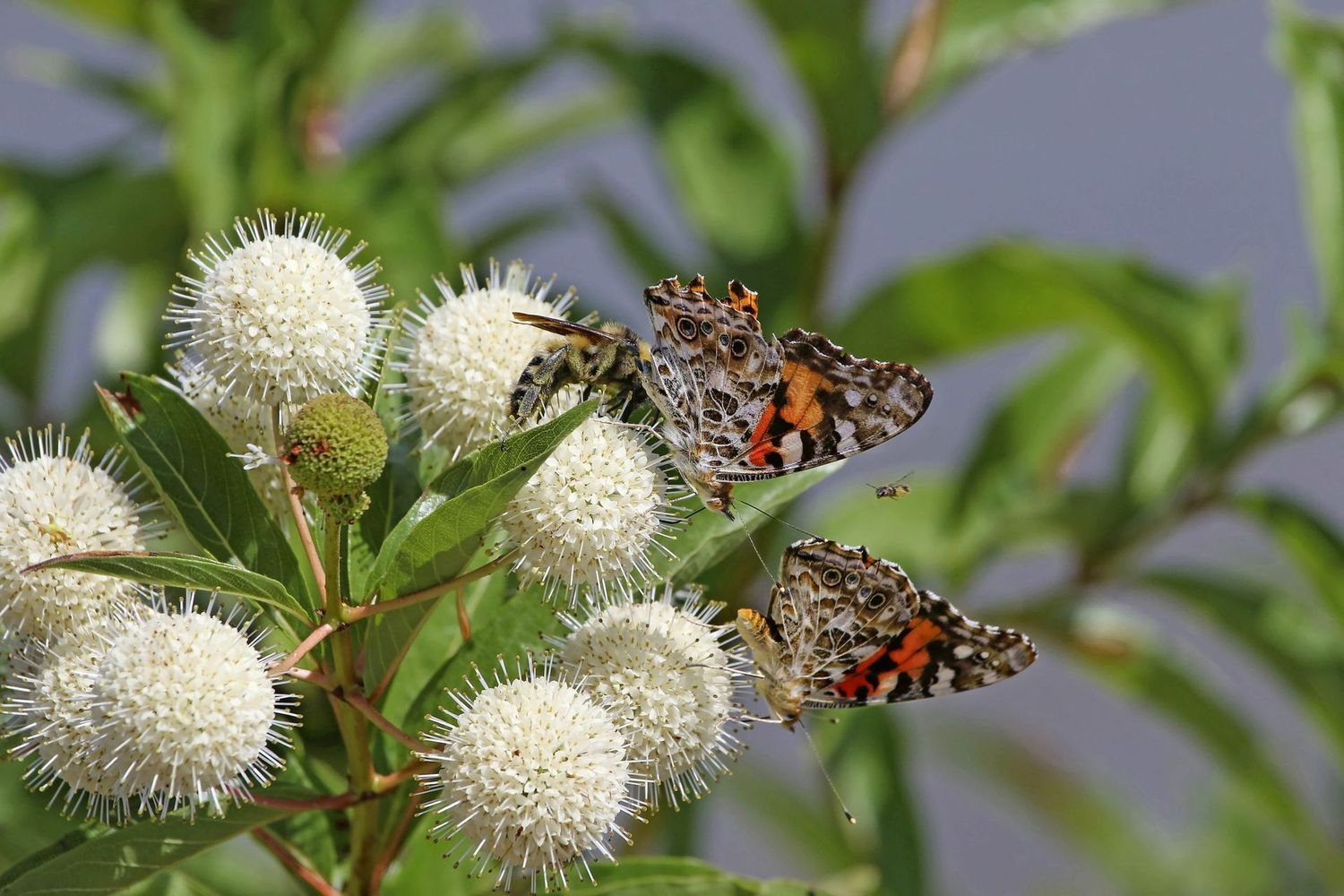 Buttonbush (Cephalanthus occidentalis)
