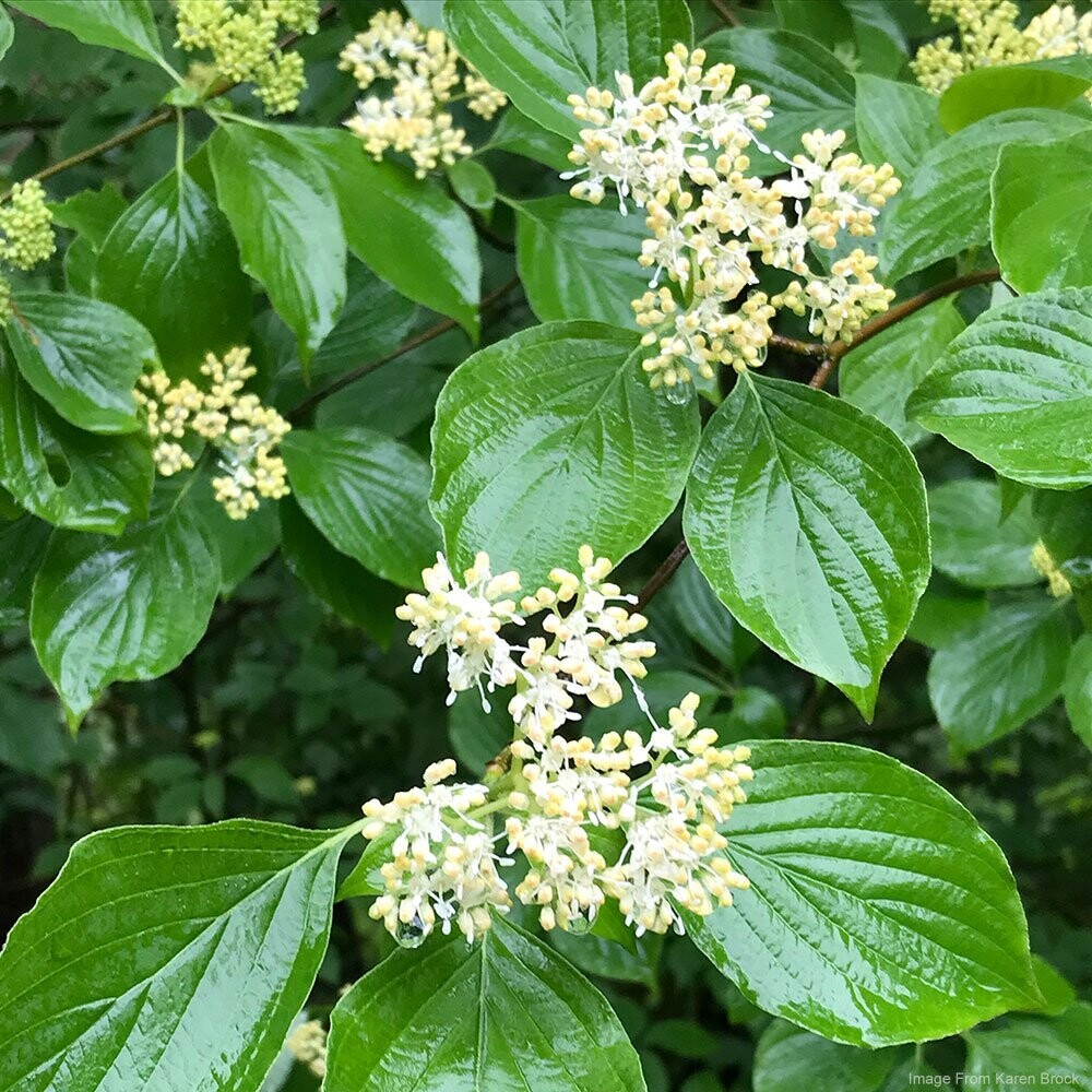 Pagoda Dogwood (Cornus alternifolia)