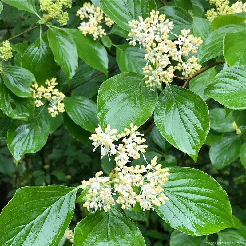 Pagoda Dogwood (Cornus alternifolia)