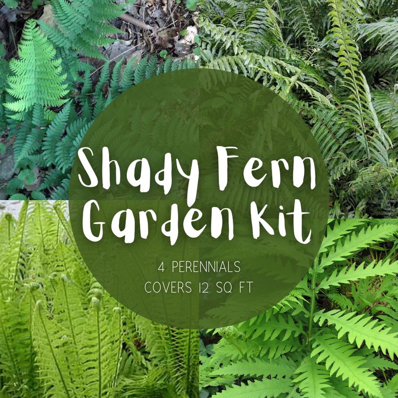 Shady Fern Kit - 6 sq. ft. of coverage