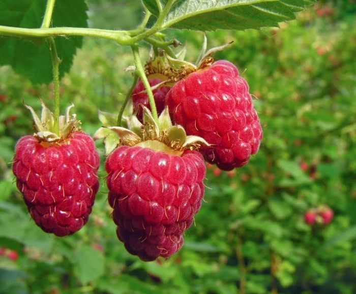 Wild Red Raspberry (Rubus idaeus)