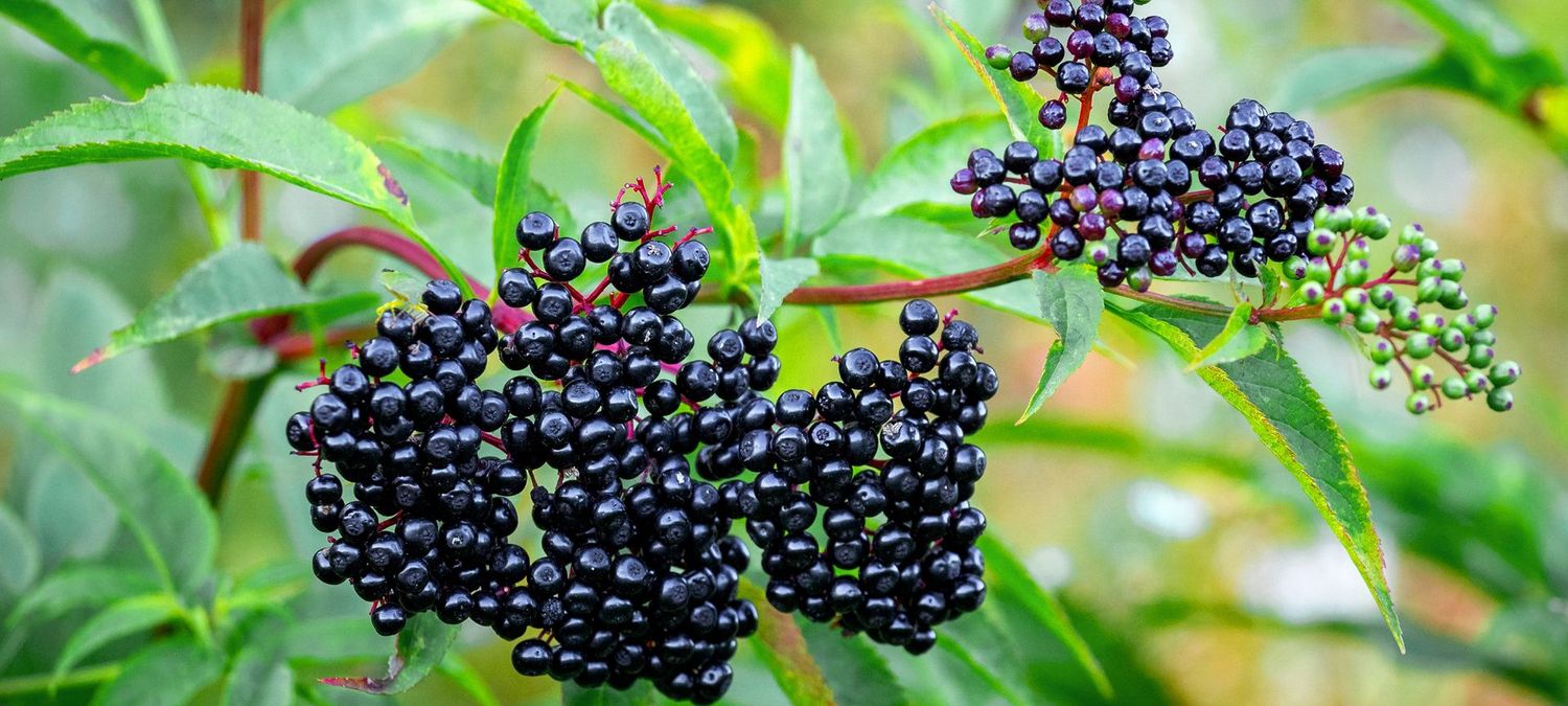 Black Elderberry (Sambucus canadensis)