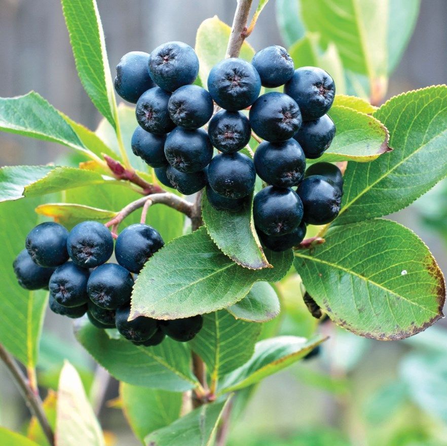 Chokeberry (Aronia melanocarpa)