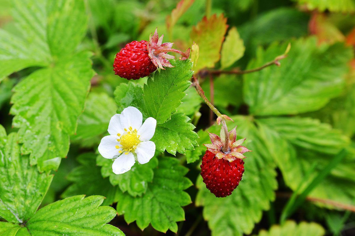 Wild Strawberry PLUG (Fragaria virginiana) Wild Strawberry PLUG (Fragaria virginiana)