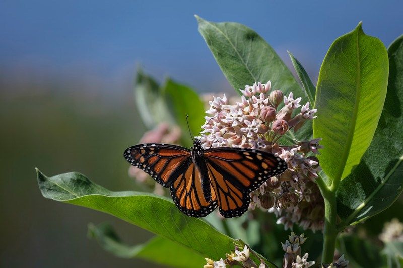 Common Milkweed (Asclepias syriaca) Common Milkweed (Asclepias syriaca)