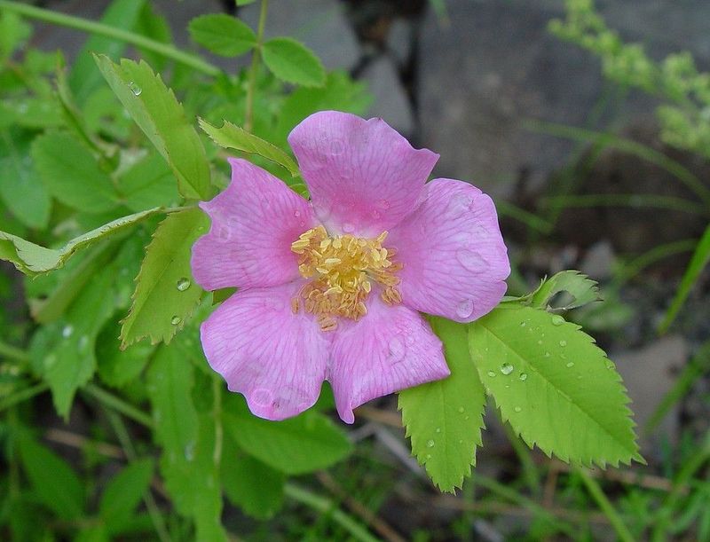 Smooth Rose (Rosa blanda)
