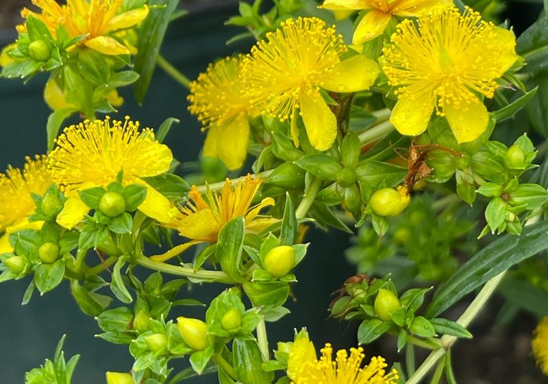 Shrubby St. John’s Wort (Hypericum prolificum)