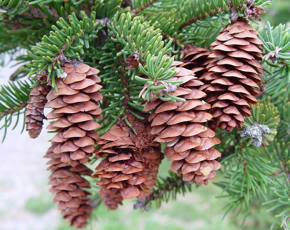 ​White Spruce (Picea glauca)